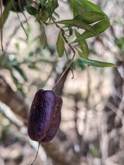 Billardiera longiflora