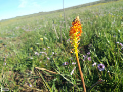 Bulbinella latifolia doleritica