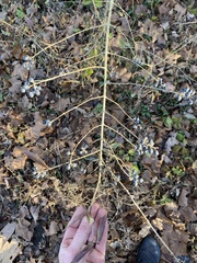 Ligustrum obtusifolium