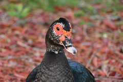 Cairina moschata domestica