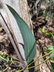 Eucalyptus pauciflora pauciflora