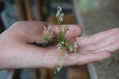 Phymatidium delicatulum