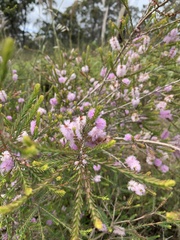 Melaleuca decussata