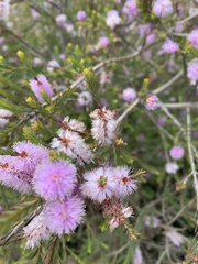 Melaleuca decussata