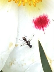 Parapalaeosepsis plebeia