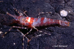 Pandalus stenolepis