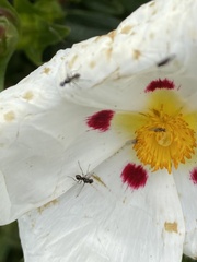 Parapalaeosepsis plebeia