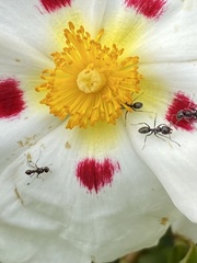 Parapalaeosepsis plebeia