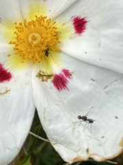 Parapalaeosepsis plebeia