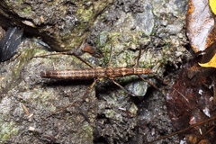 Neohirasea