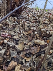 Psathyrella