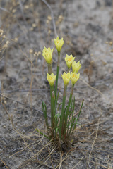 Zephyranthes longifolia