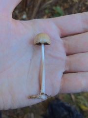Psathyrella