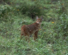 Caracal caracal