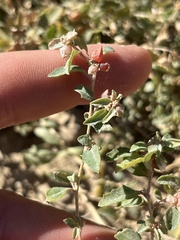 Atriplex semibaccata