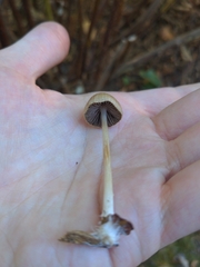 Psathyrella