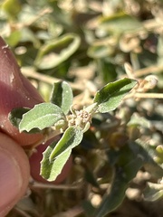 Atriplex semibaccata