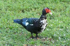 Cairina moschata domestica