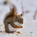 American Red Squirrel - Photo (c) Ad Konings, some rights reserved (CC BY-NC), uploaded by Ad Konings