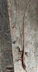 Anolis sericeus