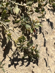 Atriplex semibaccata