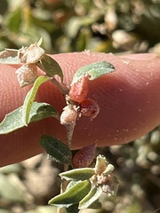 Atriplex semibaccata