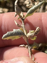 Atriplex semibaccata