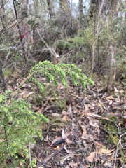 Pultenaea graveolens