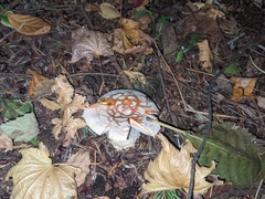 Amanita muscaria flavivolvata