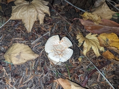 Amanita muscaria flavivolvata
