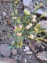 Menodora scabra