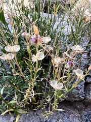 Menodora scabra
