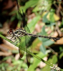 Cratilla lineata