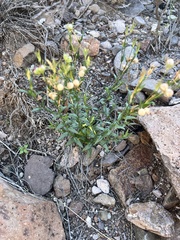 Menodora scabra