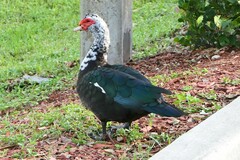Cairina moschata domestica