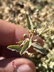 Atriplex semibaccata