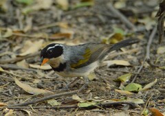 Arremon flavirostris