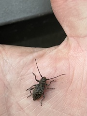 Plectrura spinicauda