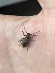 Plectrura spinicauda