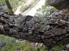 Hypogymnia austerodes