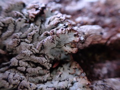 Hypogymnia austerodes