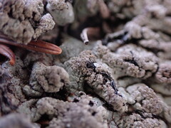 Hypogymnia austerodes