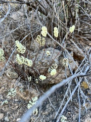 Notholaena standleyi