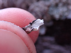 Hypogymnia austerodes