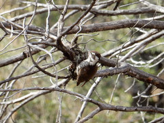 Dryobates arizonae