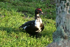 Cairina moschata domestica