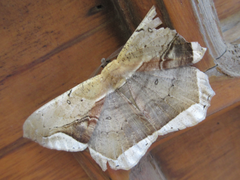 Chorodna metaphaearia