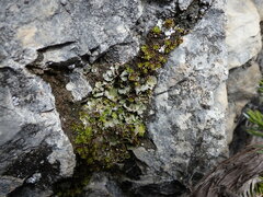 Solorina saccata