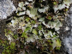 Solorina saccata
