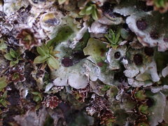 Solorina saccata